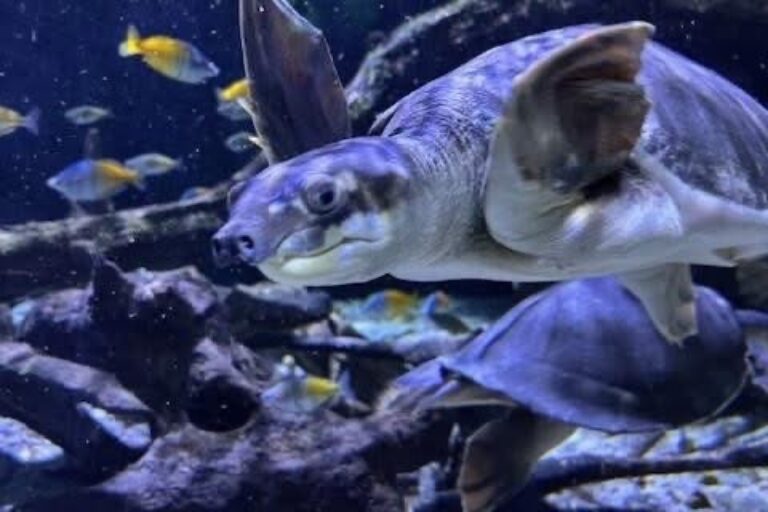 🐟🎥 Ça continue de bouger au centre de jour du Pollet ! 🐟🎥